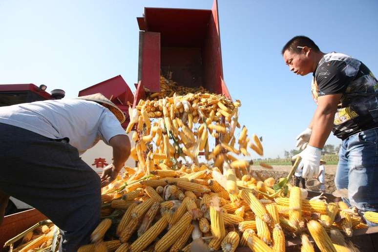 Produtores rurais descarregam milho recém-colhido em uma fazenda em Bozhou, na província chinesa de Anhui
REUTERS/Stringer  