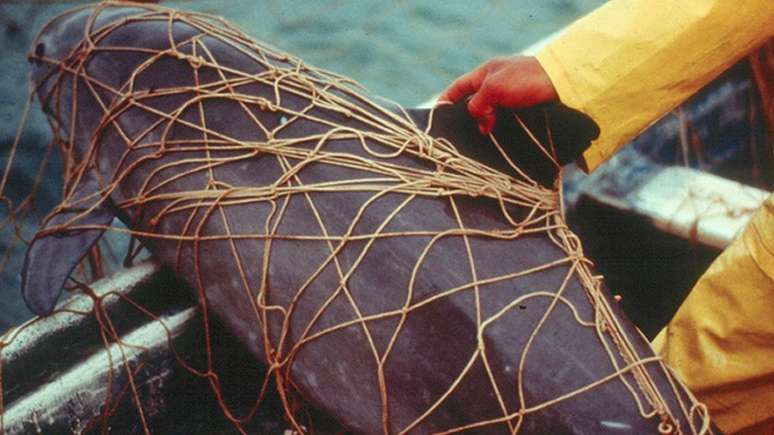Não é difícil para uma vaquita ser ficar presa nas redes de pesca da totoaba