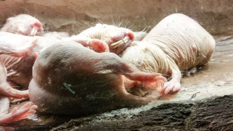 O rato-toupeira-pelado não tem medo do câncer, que o afeta apenas de forma circunstancial