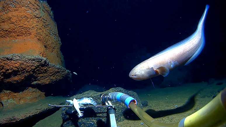 Os cientistas encontraram uma grande quantidade de vida nas profundezas do oceano