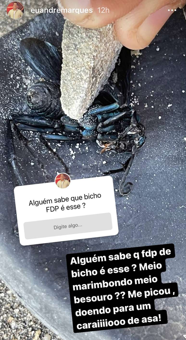 Cavalo-do-c&atilde;o, inseto que teria picado Andr&eacute; Marques durante 'No Limite'