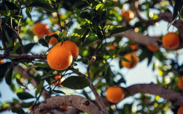 Obtenha o que deseja com ajuda da natureza -