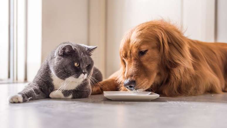 Saiba mais sobre o sódio na alimentação dos pets!
