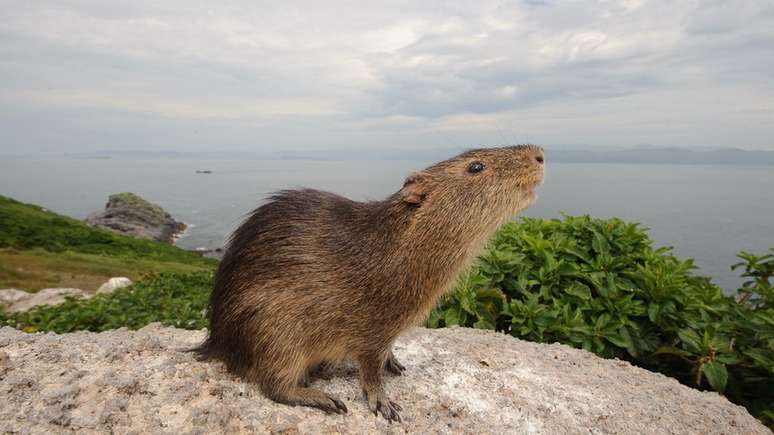 Na ilha, vivem apenas 50 preás-de-moleques-do-sul e algumas espécies de aves que se reproduzem por ali