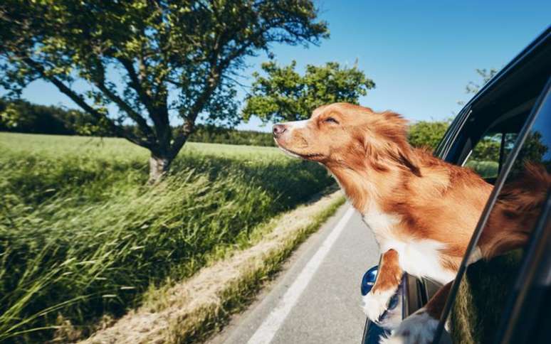 Entenda como é o cachorro do signo de Gêmeos -