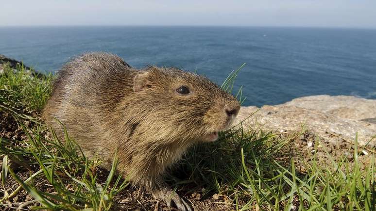 Qualquer doença ou vírus levados por seres humanos pode exterminar os preás-de-moleque-do-sul