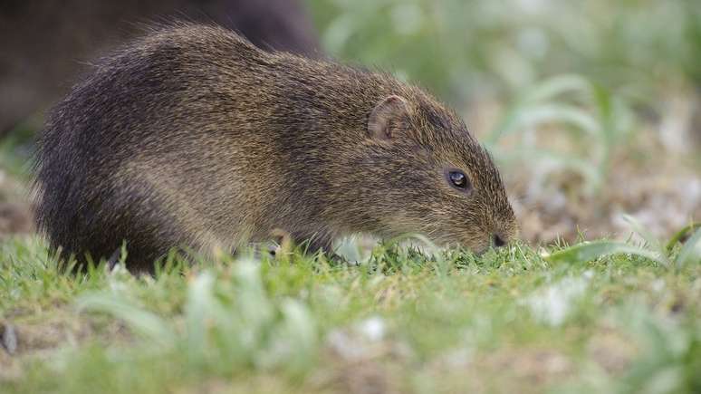 A espécie está isolada há cerca de 8 mil anos, segundo biólogos