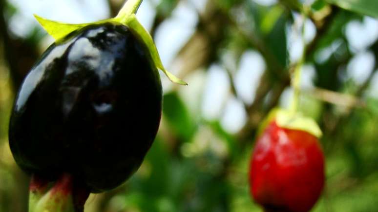 Cereja do Rio Grande tem sabor doce e intenso