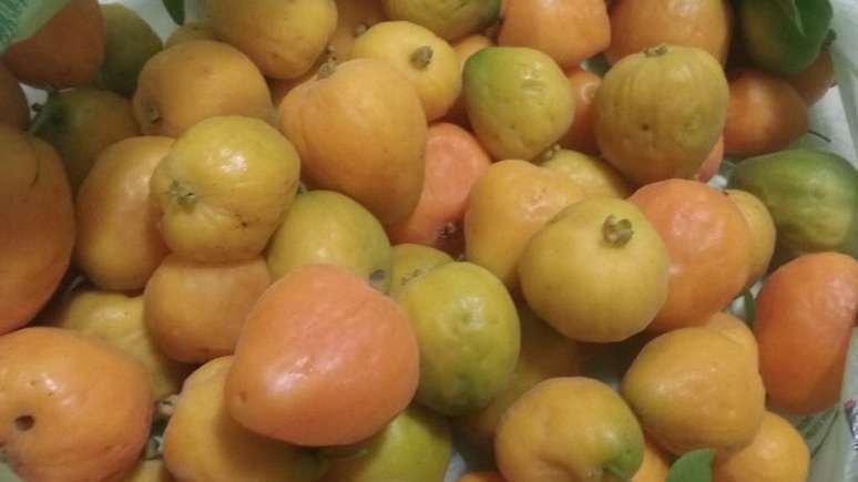 Uvaia se transforma em sucos, sorvetes e geleias