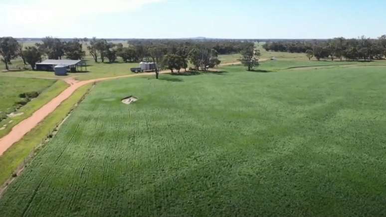 Os campos no sudeste da Austrália se recuperaram da seca e acabaram fornecendo comida para roedores