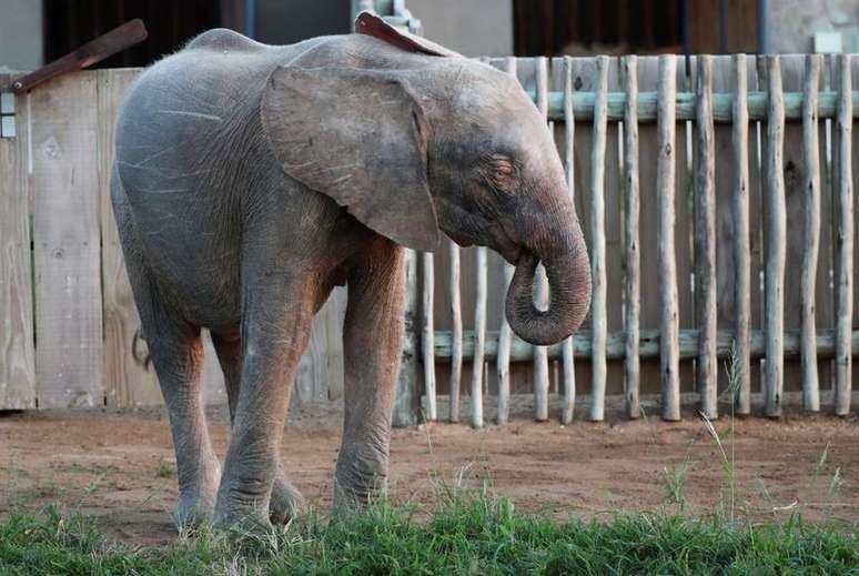 Khanyisa, a elefanta albina da África do Sul
23/05/2021 REUTERS/ Sumaya Hisham