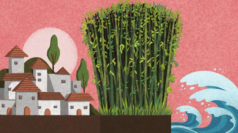 O cultivo de bambu pode prevenir a eros&atilde;o e diminuir o risco de inunda&ccedil;&otilde;es