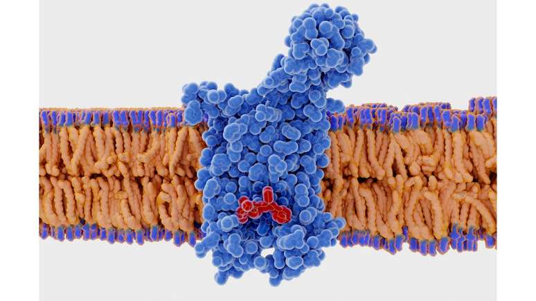 Acredita-se que a versão mais comum do receptor CCR5 protege as pessoas de vírus pandêmicos — mas também oferece uma porta de entrada para o HIV