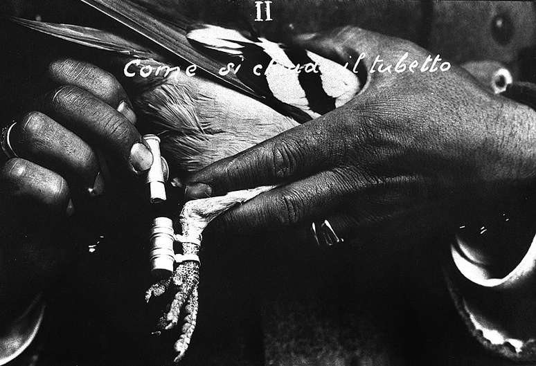 Pombos-correio j&aacute; haviam sido usados ​​em guerras antes &mdash; como nesta foto de 1915, na It&aacute;lia, que mostra como manipular o tubo que cont&eacute;m a mensagem