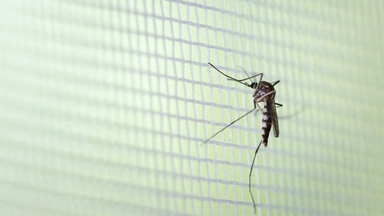 Método tem grande potencial contra outras doenças transmitidas pelo mosquito, como zika, febre amarela e febre chicungunha