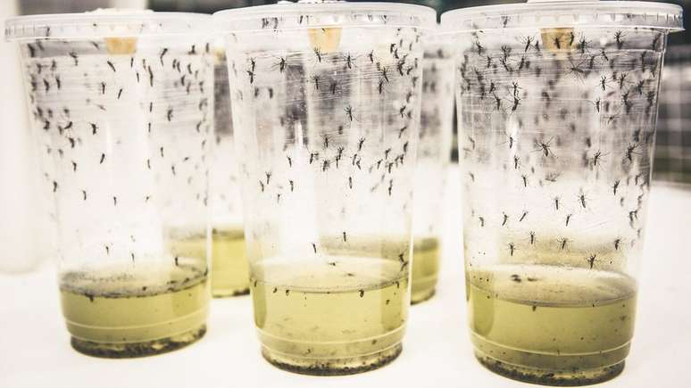 Método tem grande potencial contra outras doenças transmitidas pelo mosquito, como zika, febre amarela e febre chicungunha