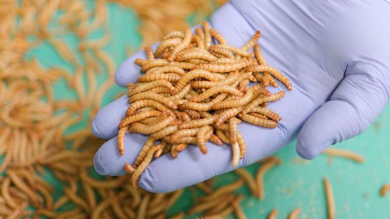 Outros alimentos que tiveram problema de imagem, incluindo a lagosta, superaram o desd&eacute;m popular e entraram na moda