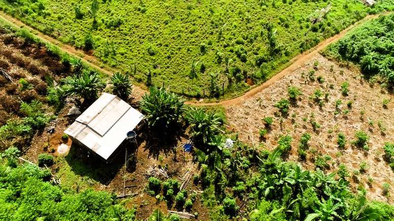 Plantação do Café Agroflorestal Apuí, na Amazônia.