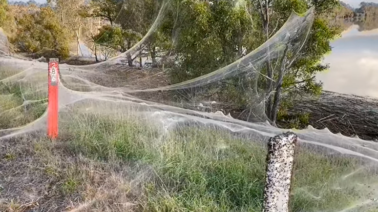 Uma teia cobre a vegetação perto de uma cidade australiana atingida por fortes chuvas