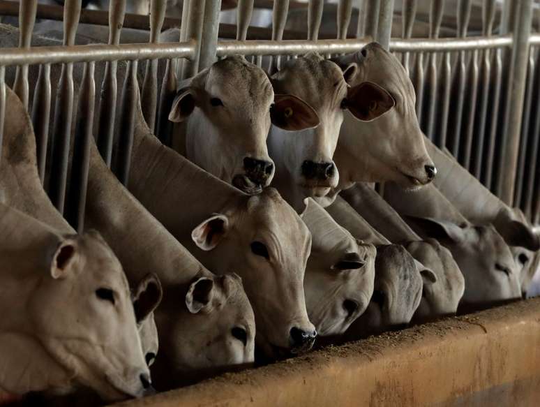 Animais confinados em uma fazenda em Paulínia, interior de São Paulo
REUTERS/Paulo Whitaker