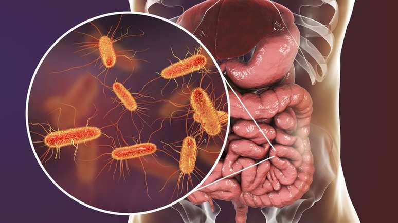 As bactérias que vivem em seu intestino se alimentam de fibras, entre outras coisas