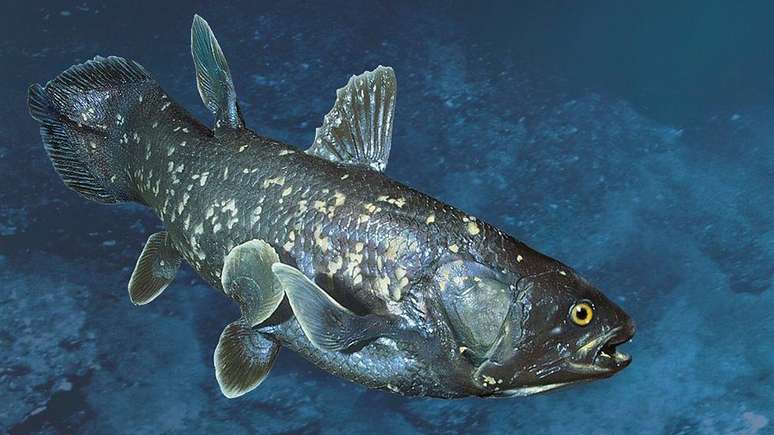 Os celacantos são encontrados ao longo da costa da Indonésia e no oceano Índico