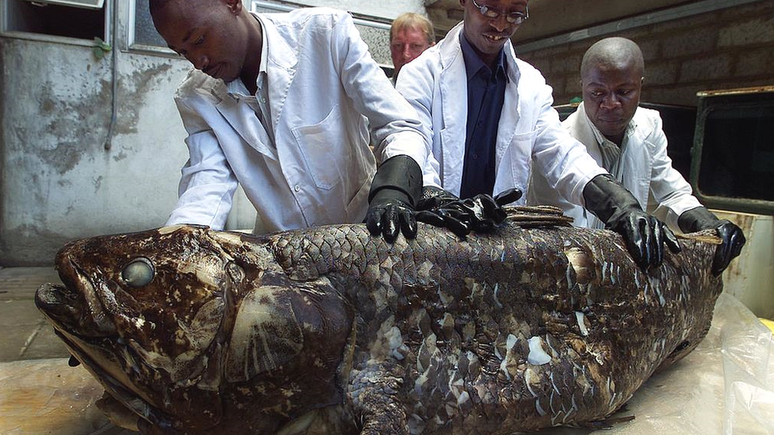 Funcionários do Museu Nacional do Quênia exibem um celacanto capturado em 2001