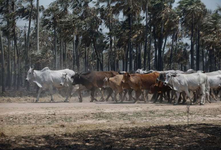 Gado sendo direcionado para seguran&ccedil;a com regi&otilde;es da floresta queimando em Cadete Pando, no Paraguai.
01/10/2020  
REUTERS/Jorge Adorno