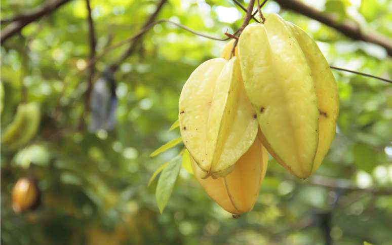 Economia no bolso e saúde na mesa com as 5 frutas do inverno