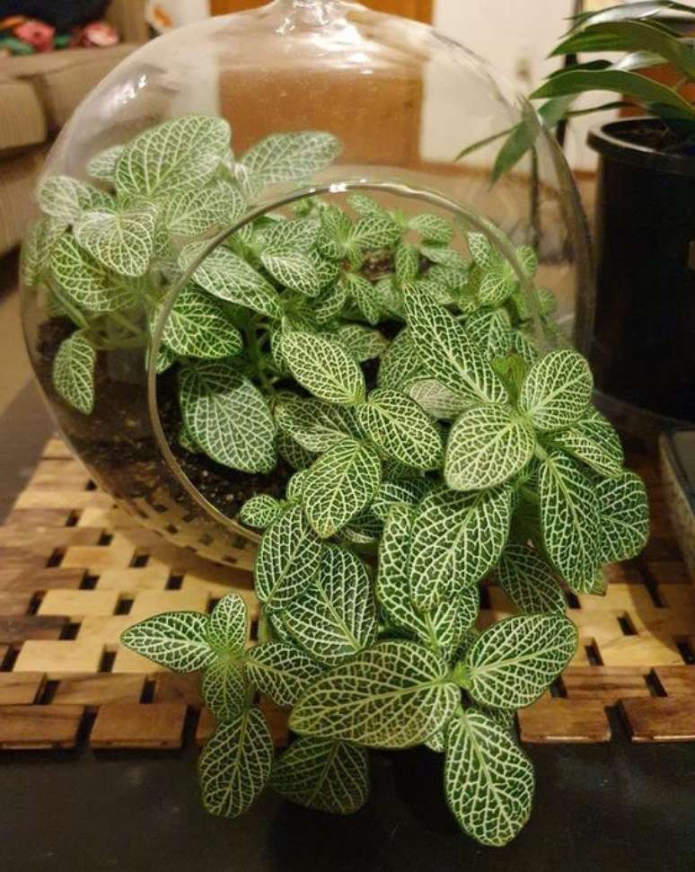 11. Decoração com vaso de planta mosaico – Foto Reddit