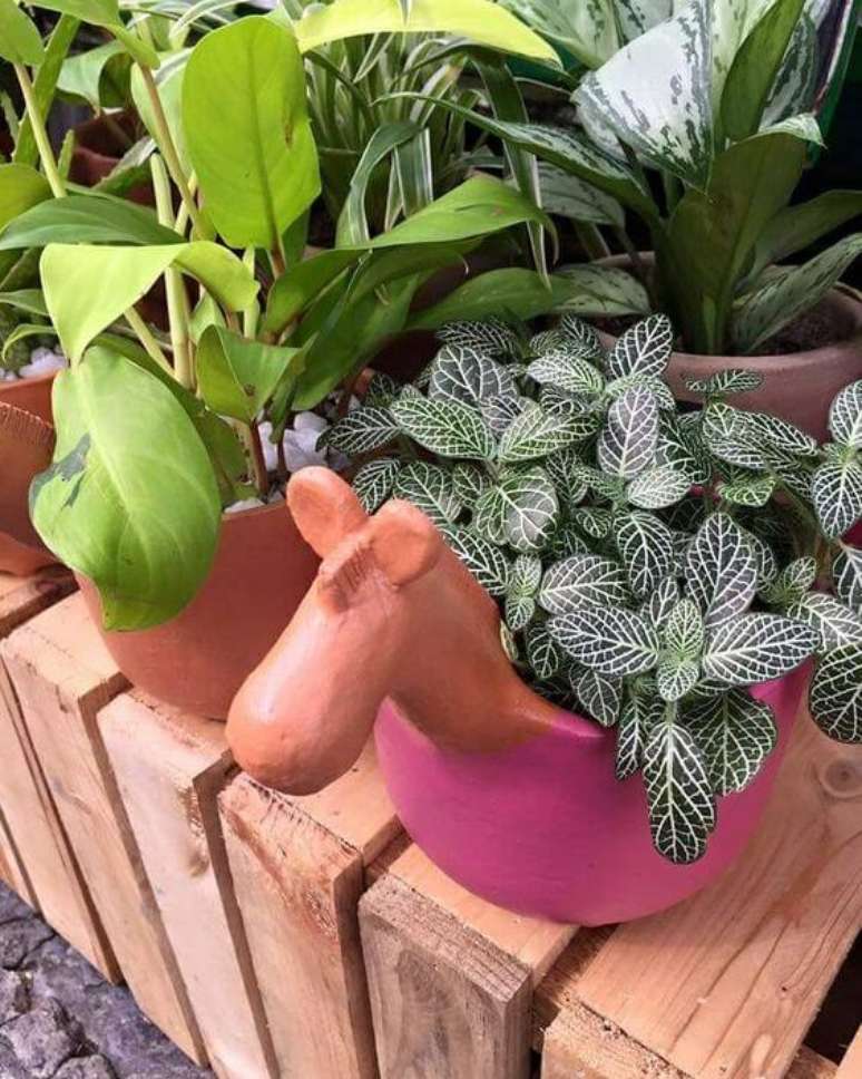 17. Fitônia para jardim decorado com vasos criativos – Foto Pinterest