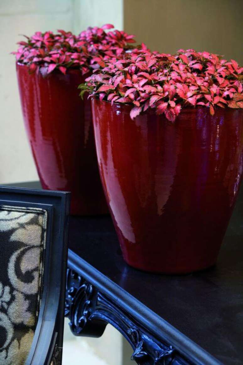 39. Vaso pequeno com fitonias rosa – Foto Flora Focus