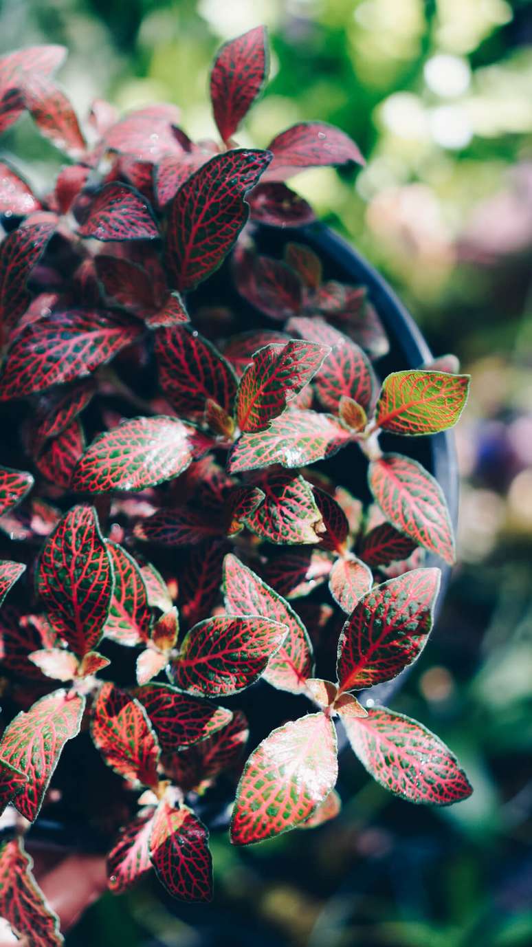 37. Vaso fit&ocirc;nias vermelhas e verdes &ndash; Foto Selvva