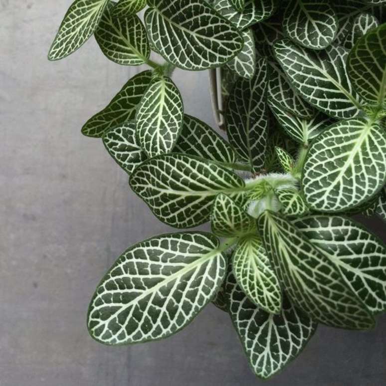 36. Vaso de plantas fit&ocirc;nia para decora&ccedil;&atilde;o &ndash; Foto Spruce Flowers and Home