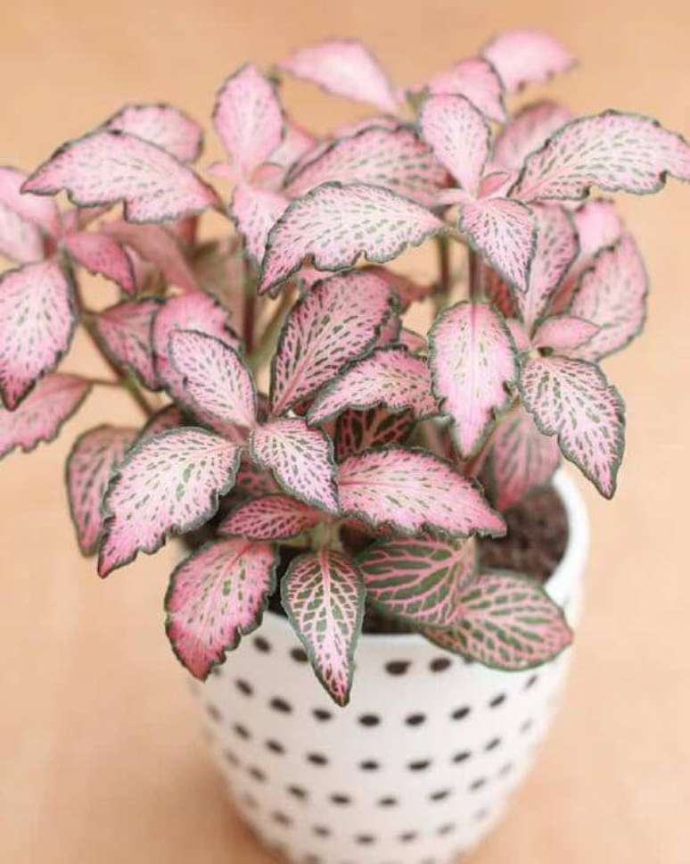 30. Vaso branco com fitônia rosa e verde – Foto Joyful Derivatives