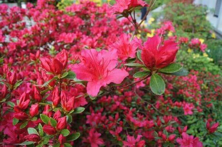 36- A floração da azaleia começa no final do mês de maio. Fonte: Mochinfoto – Pixabay