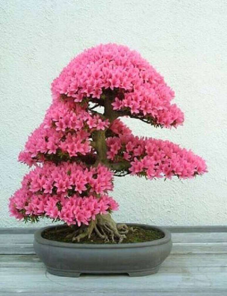 32- A azaleia bonsai tem poda que favorece a floração abundante das flores. Fonte: Pinterest