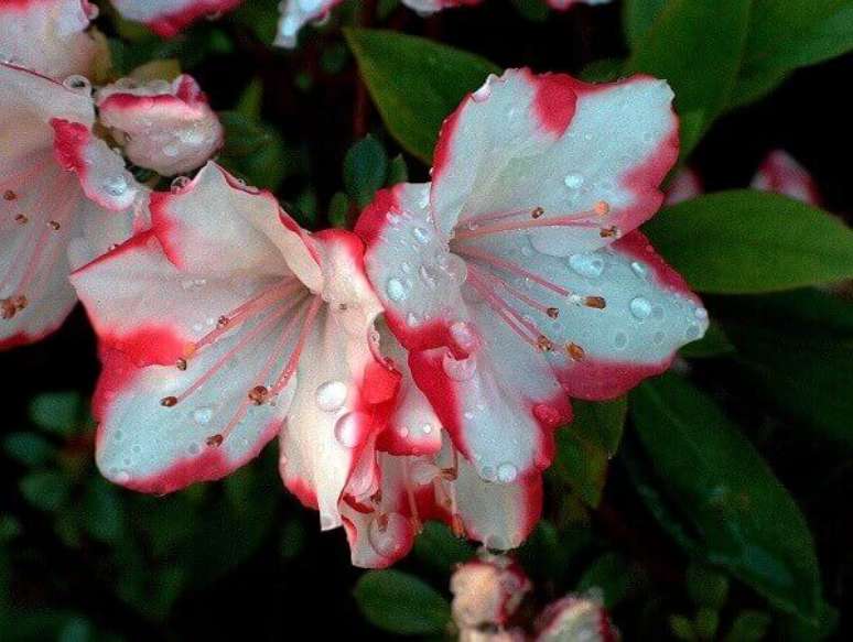 2- A flor azaleia mesclada pode ser utilizada em arranjos para eventos. Fonte: Planta Sonya