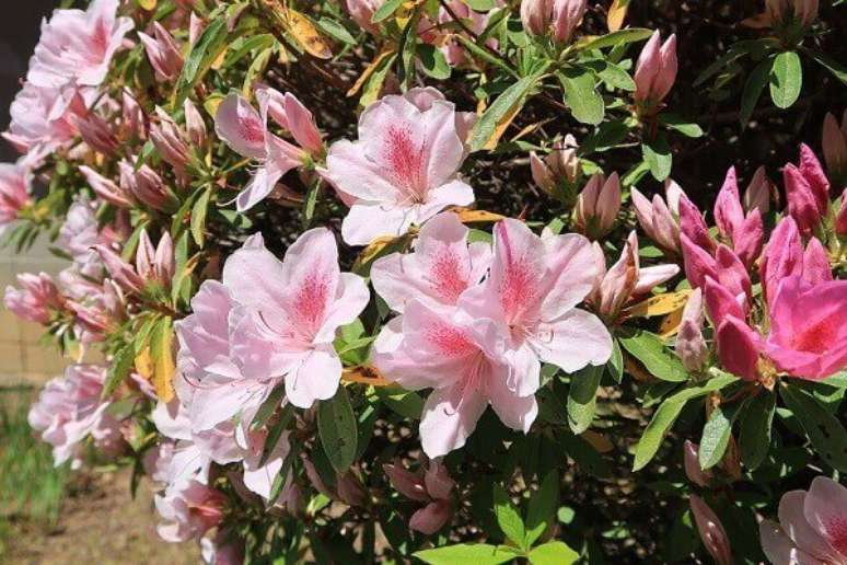 48- As flores secas da azaleia devem ser retiradas para não atrapalhar os novos botões. Fonte: Meu Cantinho Verde