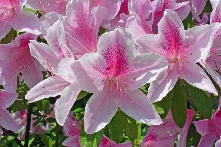 39- A flor azaleia necessita de solo bem drenado até mesmo em vasos. Fonte: Brothers Services