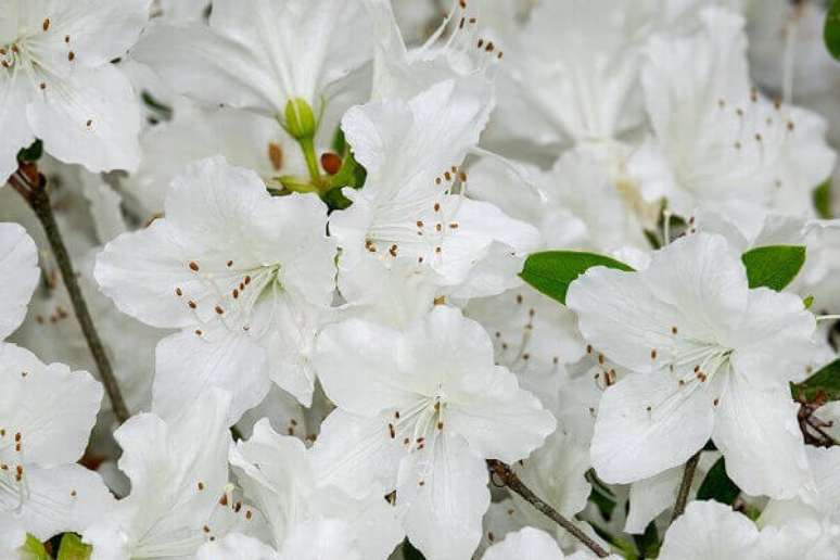 10- As azaleias florescem em abundância no período do inverno. Fonte: Pixabay