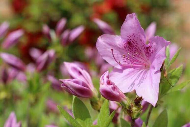 33- A azaléia é uma das plantas ornamentais mais comercializadas. Fonte: Pixabay