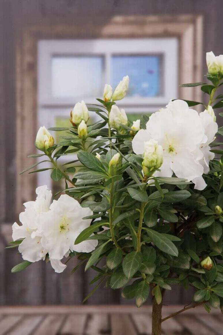 19- A azaleia branca é ideal para decorar janelas de casas de madeira rústica. Fonte: Revista Natureza