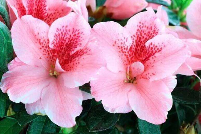 46- A flor azaleia tem diversos tons e algumas espécies são mescladas em tons contrastantes. Fonte: Pinterest