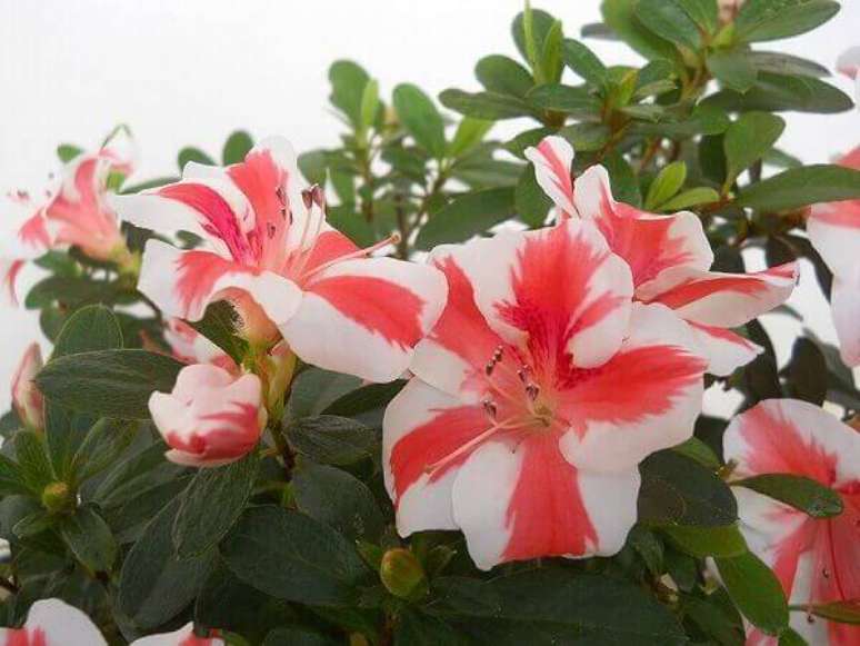 12- A azaleia mesclada em branco e vermelho tem um grande apelo visual para o jardim. Fonte: Planta Sonya