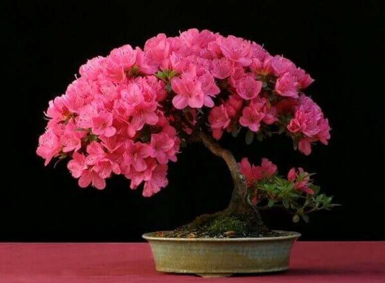 17- A azaleia bonsai pode ser colocada em mesas laterais ao sofá. Fonte: Jardin.blogspot