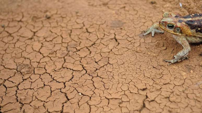 No Brasil, El Niño desfavorece chuvas no Norte e Nordeste do país e favorece no Sul; La Niña, que ocorreu em 2020, tem efeito contrário