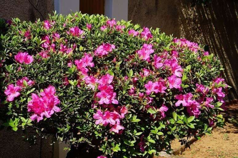 14- A azaleia é uma planta ornamental utilizada para cercas vivas. Fonte: Planta Sonya