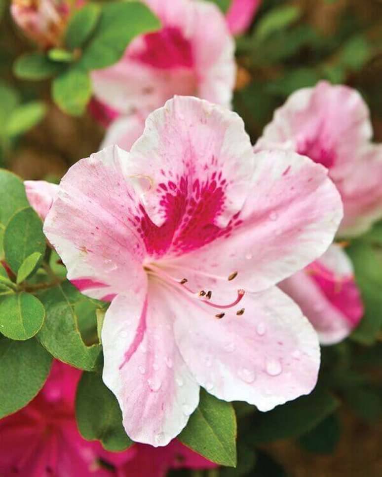28- A flor azaleia rosa tem no centro um avermelhado. Fonte: Southern Lady Magazine