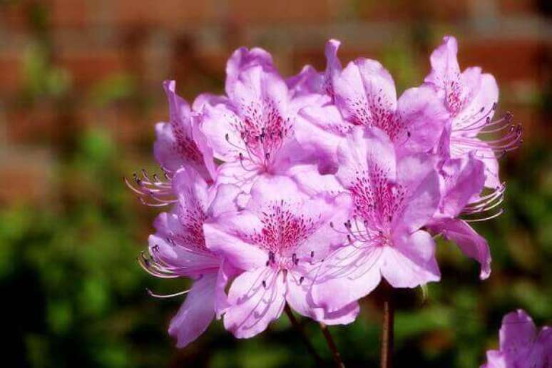 38- Para que a azaleia floresça adequadamente, preserve-a do excesso de vento. Fonte: Pixabay